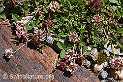 Photo: Trifolium pallescens