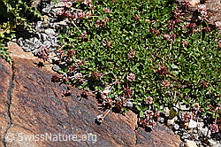 Photo: Trifolium pallescens