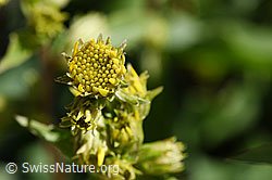 Foto: Alpen-Goldrute (Solidago virgaurea ssp. minuta)