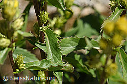 Foto: Alpen-Goldrute (Solidago virgaurea ssp. minuta)