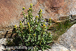 Foto: Alpen-Goldrute (Solidago virgaurea ssp. minuta)