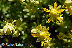 Bewimperter Steinbrech (Saxifraga aizoides) (08.2020, F173349)