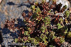Zweiblütiger Steinbrech (Saxifraga biflora) (F173354)