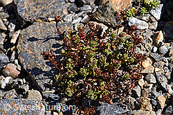 Zweiblütiger Steinbrech (Saxifraga biflora) (F173356)