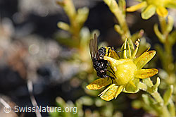 Zaphne ambigua (Blumenfliege) auf Bewimpertem Steinbrech (Saxifraga aizoides) (F173361)