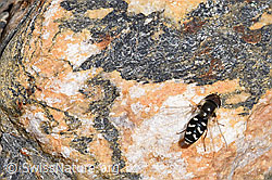 Späte Grossstirnschwebfliege (Scaeva pyrastri) auf Stein (F173373) Späte Grossstirnschwebfliege (Scaeva pyrastri) auf Stein (F173373)