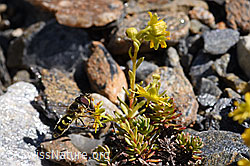 Mondfleck-Feldschwebfliege (Eupeodes luniger) auf Bewimpertem Steinbrech (Saxifraga aizoides) (F173376)