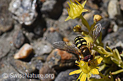 Mondfleck-Feldschwebfliege (Eupeodes luniger) auf Bewimpertem Steinbrech (Saxifraga aizoides) (F173382)