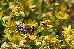 Eristalis tenax on Saxifraga aizoides (F173385)