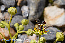 Hainschwebfliege (Episyrphus balteatus) auf bewimpertem Steinbrech (Saxifraga aizoides) (08.2020, F173390)