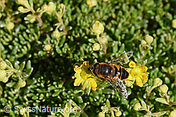 Eristalis tenax on Saxifraga aizoides (F173396)