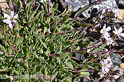 Kriechendes Gipskraut (Gypsophila repens) (08.2020, F173399)