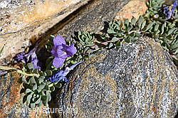 Alpen-Leinkraut (Linaria alpina) (08.2020, F173407)