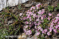Alpen-Mannsschild (Androsace alpina) (F173476)