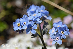 Alpen-Vergissmeinnicht (Myosotis alpestris) (08.2020, F173480)