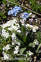 Alpen-Vergissmeinnicht (Myosotis alpestris) (08.2020, F173482)