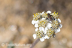Zwerg-Schafgarbe (Achillea nana) (F173496) Zwerg-Schafgarbe (Achillea nana) (F173496)