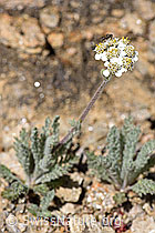 Zwerg-Schafgarbe (Achillea nana) (F173498) Zwerg-Schafgarbe (Achillea nana) (F173498)