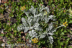 Graues Greiskraut (Senecio incanus) (F173508)