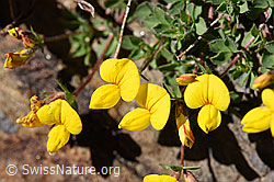 Photo: Lotus alpinus