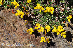 Photo: Lotus alpinus