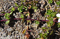 Zweiblütiges Sandkraut (Arenaria biflora) (F173518) Zweiblütiges Sandkraut (Arenaria biflora) (F173518)