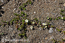Zweiblütiges Sandkraut (Arenaria biflora) (F173519) Zweiblütiges Sandkraut (Arenaria biflora) (F173519)