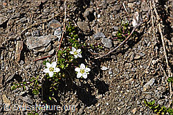 Zweiblütiges Sandkraut (Arenaria biflora) (F173520) Zweiblütiges Sandkraut (Arenaria biflora) (F173520)