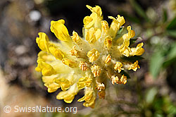 Alpen-Wundklee (Anthyllis vulneraria ssp. alpestris) (08.2020, F173524)