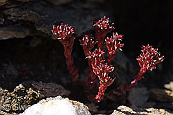Dunkler Mauerpfeffer (Sedum atratum) (F173541)