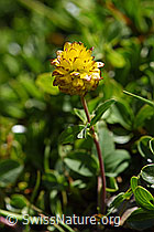 Braun-Klee (Trifolium badium) (F173553) Braun-Klee (Trifolium badium) (F173553)