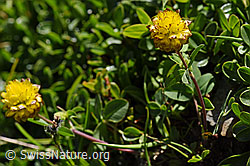 Braun-Klee (Trifolium badium) (F173555) Braun-Klee (Trifolium badium) (F173555)