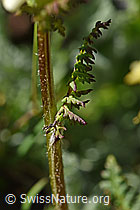 Knolliges Läusekraut (Pedicularis tuberosa) (F173559) Knolliges Läusekraut (Pedicularis tuberosa) (F173559)