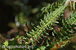 Knolliges Läusekraut (Pedicularis tuberosa) (08.2020, F173560)