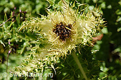 Alpen-Kratzdistel (Cirsium spinosissimum) (F173565)