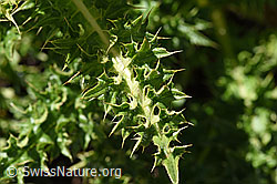 Alpen-Kratzdistel (Cirsium spinosissimum) (F173567)