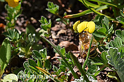 Italienische Biene (Apis mellifera ligustica) an Alpen-Hornklee (Lotus alpinus) (F173569) Italienische Biene (Apis mellifera ligustica) an Alpen-Hornklee (Lotus alpinus) (F173569)