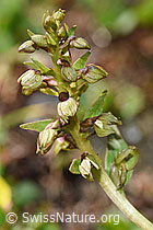 Grüne Hohlzunge (Coeloglossum viride) (F173575)