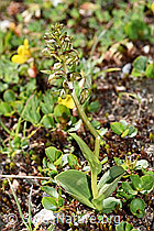 Grüne Hohlzunge (Coeloglossum viride) (F173578)