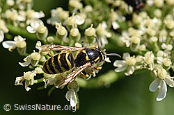 Waldwespe (Dolichovespula sylvestris) (10.08.2020, F173926)