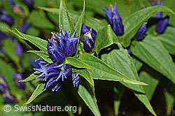 Photo: Gentiana asclepiadea
