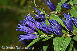 Photo: Gentiana asclepiadea