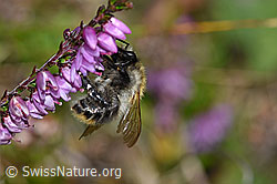 Ackerhummel (Bombus pascuorum) an Besenheide (Calluna vulgaris) (28.08.2020, F174849)