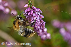 Ackerhummel (Bombus pascuorum) an Besenheide (Calluna vulgaris)