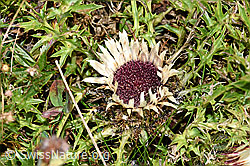 Silberdistel (Carlina acaulis ssp. caulescens) (28.08.2020, F174857)
