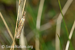 Agriphila tristella an Grashalm (F174859)