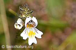 Gebräuchlicher Augentrost (Euphrasia rostkoviana) (F174865) Gebräuchlicher Augentrost (Euphrasia rostkoviana) (F174865)