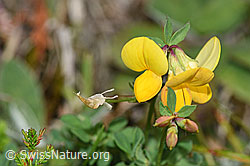 Gewöhnlicher Hornklee (Lotus corniculatus) (F174880) Gewöhnlicher Hornklee (Lotus corniculatus) (F174880)