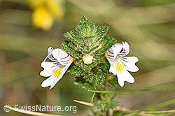 Gebräuchlicher Augentrost (Euphrasia rostkoviana) (F174884) Gebräuchlicher Augentrost (Euphrasia rostkoviana) (F174884)
