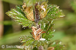 Gebräuchlicher Augentrost (Euphrasia rostkoviana) (F174888) Gebräuchlicher Augentrost (Euphrasia rostkoviana) (F174888)